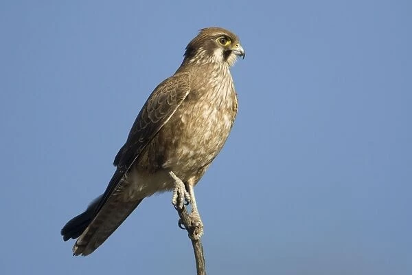 Brown Falcon Near the Ingebong Range, Canning Stock Route, Western Australia