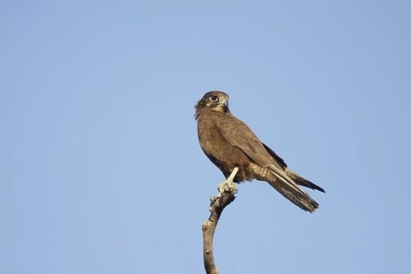 Brown Falcon - perched on vantage point - Queensland - Australia