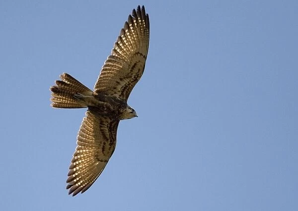Brown Falcon Widespread right throughout Australia in all open habitat types. Flying above Munkayarra wetlands near Derby, Western Australia