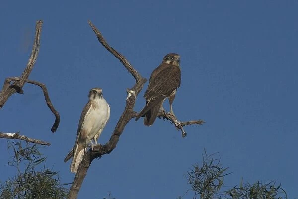 Brown Falcons - light morph. Usually hunts from a prominent perch. At Lajamanu an aboriginal settlement on the northern edge of the Tanami Desert, Northern Territory, Australia