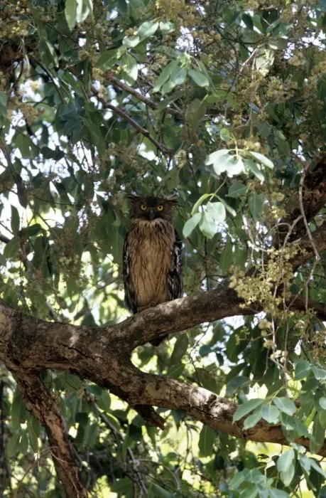 Framed Print : Brown Fish Owl - India Framed Print : Brown Fish Owl - India