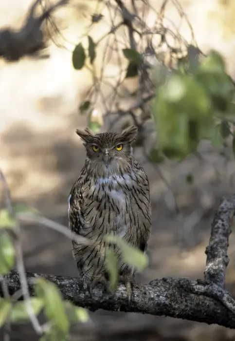Framed Print : Brown Fish Owl - Ranthambhore National Park - India Framed Print : Brown Fish Owl - Ranthambhore National Park - India