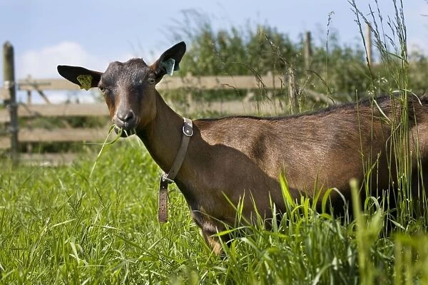Brown Goat - eating grass in farmyard