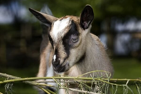 Brown Goat - kid at fence in garden