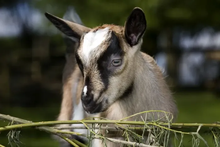 Framed Print : Brown Goat - kid at fence in garden Framed Print : Brown Goat - kid at fence in garden