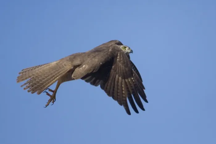 Framed Print : Brown Goshawk - in flight - near Ti Tree - Northern Territory - Australia Framed Print : Brown Goshawk - in flight - near Ti Tree - Northern Territory - Australia