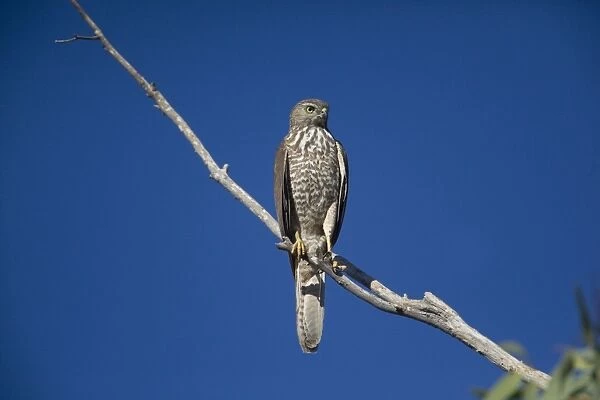 Brown Goshawk - immature - near Ti Tree where it was attempting to catch Zebra Finches. Northern Territory