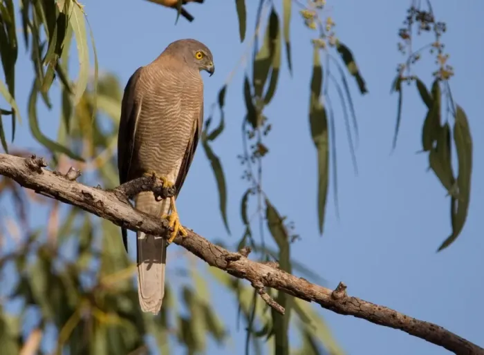 Framed Print : Brown Goshawk At Mt Barnett, Gibb River Road, Kimberley, Western Australia Framed Print : Brown Goshawk At Mt Barnett, Gibb River Road, Kimberley, Western Australia