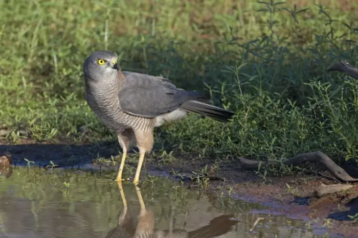 Framed Print : Brown Goshawk - at pool - near Ti Tree - Northern Territory - Australia Framed Print : Brown Goshawk - at pool - near Ti Tree - Northern Territory - Australia