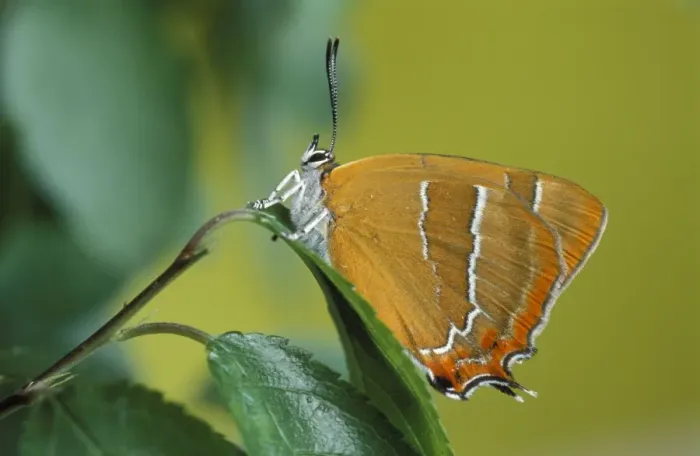 Framed Print : Brown Hairstreak Butterfly Framed Print : Brown Hairstreak Butterfly