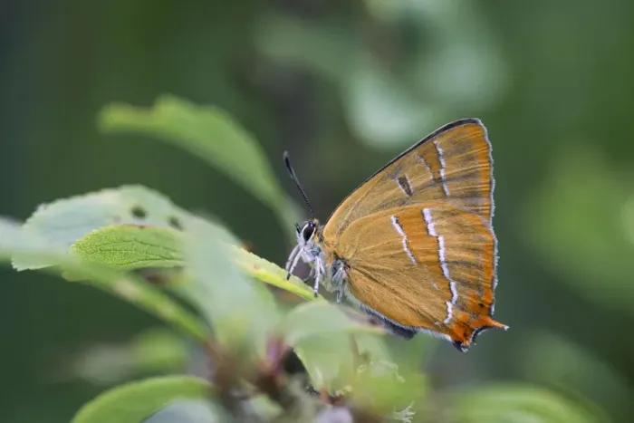 Framed Print : Brown Hairstreak Butterfly - UK Framed Print : Brown Hairstreak Butterfly - UK