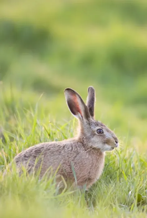Framed Print : Brown Hare - feeding on grass Norfolk UK Framed Print : Brown Hare - feeding on grass Norfolk UK