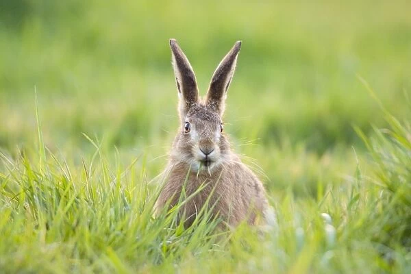 Brown Hare - feeding on grass Norfolk UK