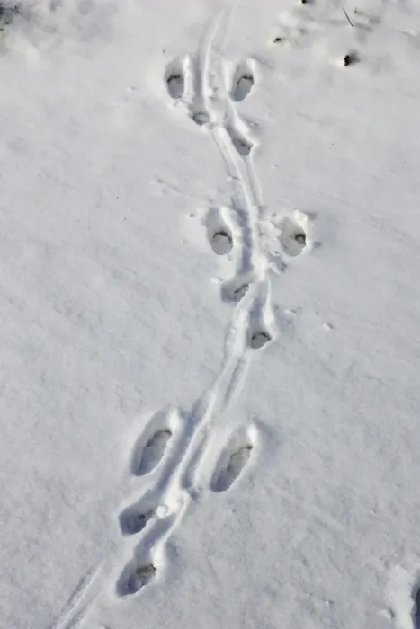 Framed Print : Brown Hare - footprints in the snow. Alsace - France Framed Print : Brown Hare - footprints in the snow. Alsace - France