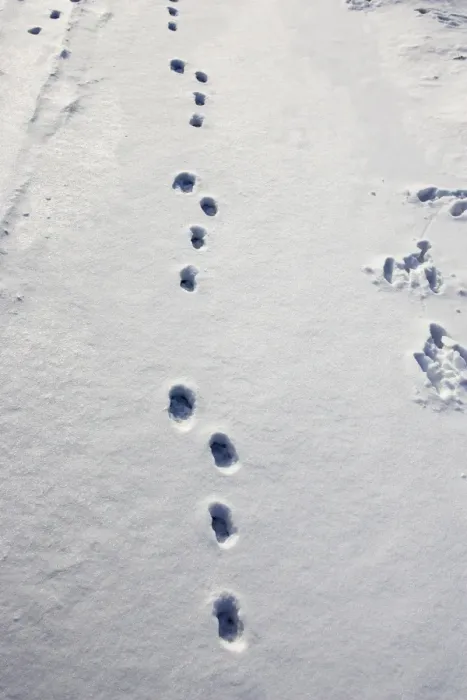 Framed Print : Brown Hare - footprints in the snow. Alsace - France Framed Print : Brown Hare - footprints in the snow. Alsace - France
