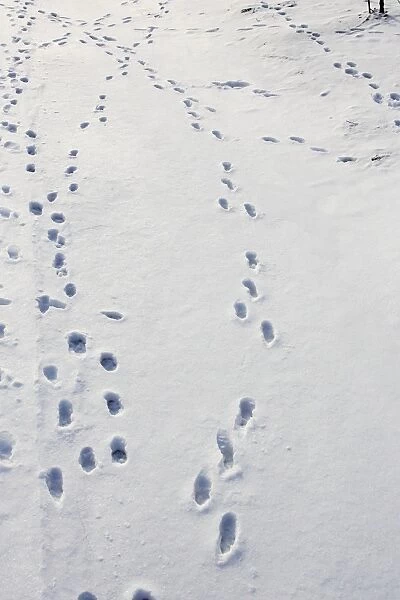 Brown Hare - footprints in the snow. Alsace - France