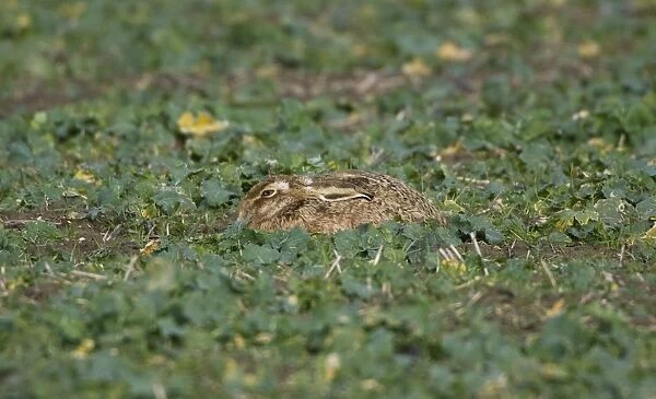 Brown Hare - laying flat in winter brasica Oxordshire February