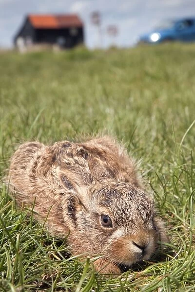 Brown Hare Leveret - Suffolk - UK