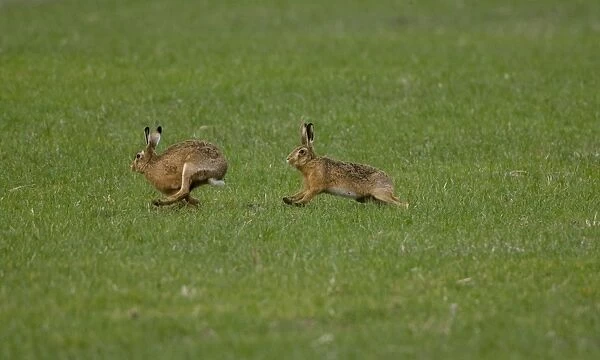 Brown Hare - male chasing female in Oxordshire February