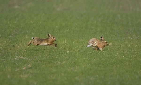 Brown Hare male chasing female in Oxordshire February