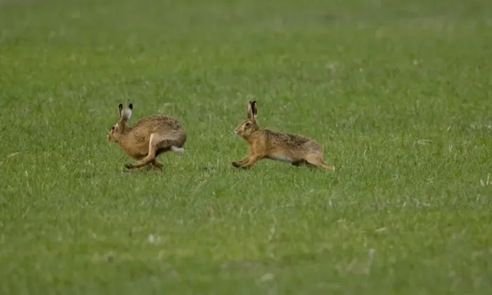 Framed Print : Brown Hare - male chasing female in Oxordshire February Framed Print : Brown Hare - male chasing female in Oxordshire February