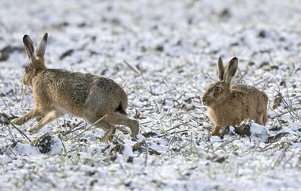 Brown Hare - male chasing female in snow covered field - Oxon - UK - February