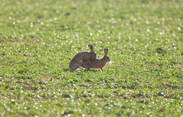 Brown Hare - mating Oxfordshire, UK, January
