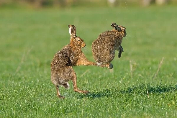 Brown Hare pair boxing spring