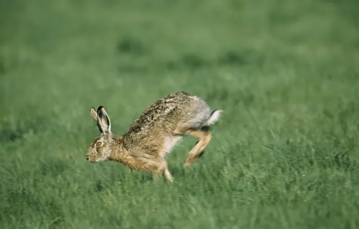 Framed Print : Brown Hare - running Framed Print : Brown Hare - running