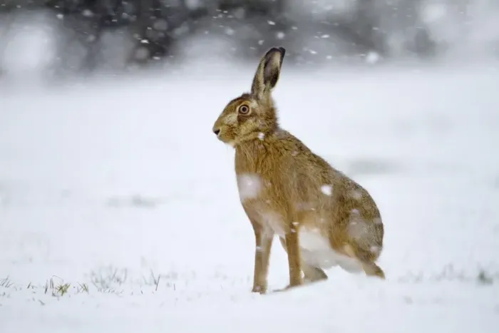 Framed Print : Brown Hare - in snow - Lincolnshire - UK Framed Print : Brown Hare - in snow - Lincolnshire - UK