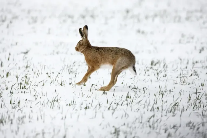 Framed Print : Brown Hare in snow - Oxon - UK - February Framed Print : Brown Hare in snow - Oxon - UK - February