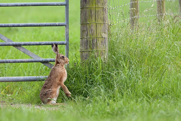 Brown Hare standing on hind legs next to gate summer