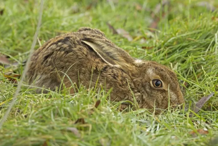 Framed Print : Brown Hare - UK Framed Print : Brown Hare - UK