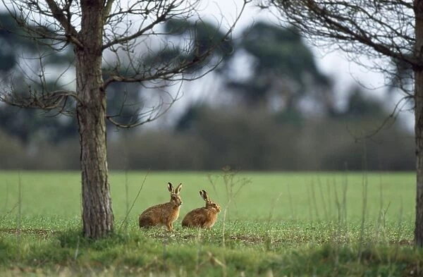 Brown Hare - x2