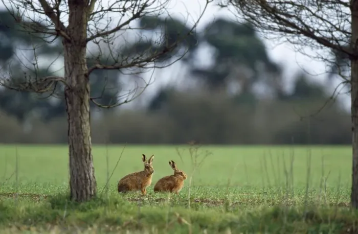 Framed Print : Brown Hare - x2 Framed Print : Brown Hare - x2