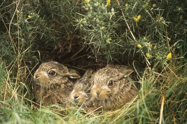 Brown Hare - young  /  leveret in hedgerow UK