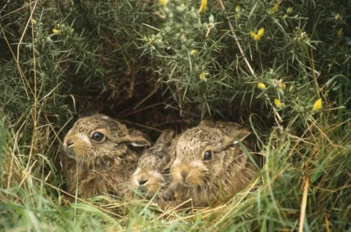 Framed Print : Brown Hare - young / leveret in hedgerow UK Framed Print : Brown Hare - young / leveret in hedgerow UK