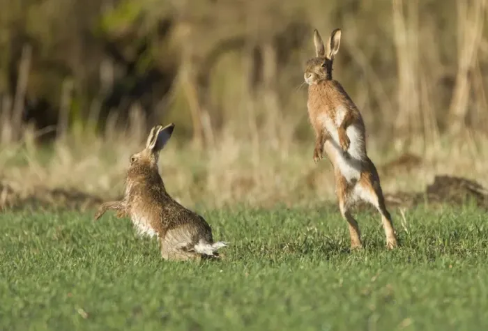 Framed Print : Brown Hares - boxing in field - Oxon - UK - February Framed Print : Brown Hares - boxing in field - Oxon - UK - February