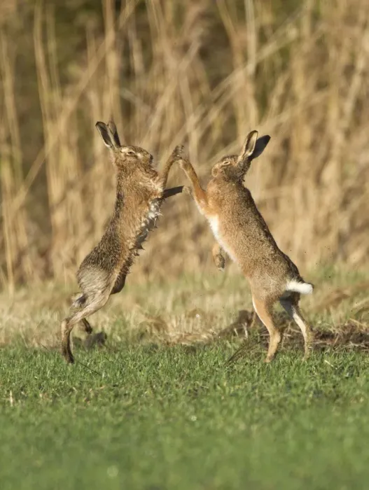 Framed Print : Brown Hares - boxing in field - Oxon - UK - February Framed Print : Brown Hares - boxing in field - Oxon - UK - February