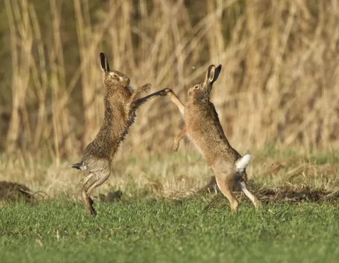 Framed Print : Brown Hares - boxing in field - Oxon - UK - February Framed Print : Brown Hares - boxing in field - Oxon - UK - February