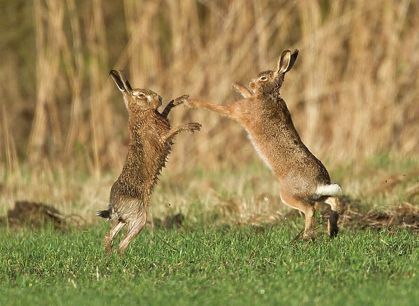 Brown Hares - boxing in field - Oxon - UK - February