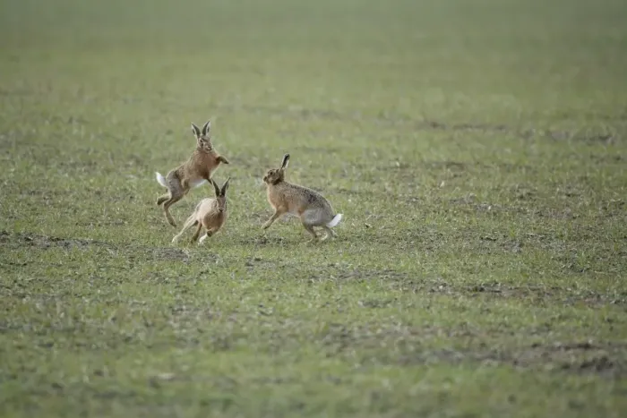 Framed Print : Brown Hares - Boxing - Oxon - UK - February Framed Print : Brown Hares - Boxing - Oxon - UK - February