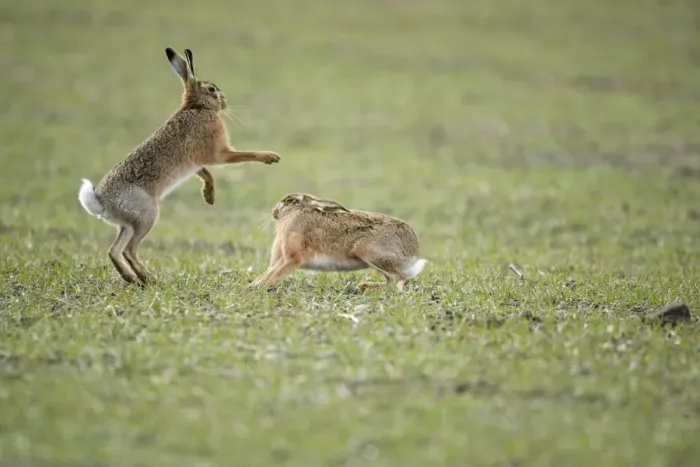 Framed Print : Brown Hares - Boxing - Oxon - UK - February Framed Print : Brown Hares - Boxing - Oxon - UK - February