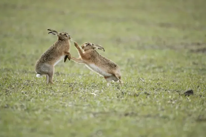 Framed Print : Brown Hares - Boxing - Oxon - UK - February Framed Print : Brown Hares - Boxing - Oxon - UK - February