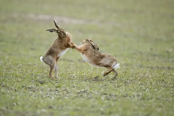 Framed Print : Brown Hares - Boxing - Oxon - UK - February Framed Print : Brown Hares - Boxing - Oxon - UK - February