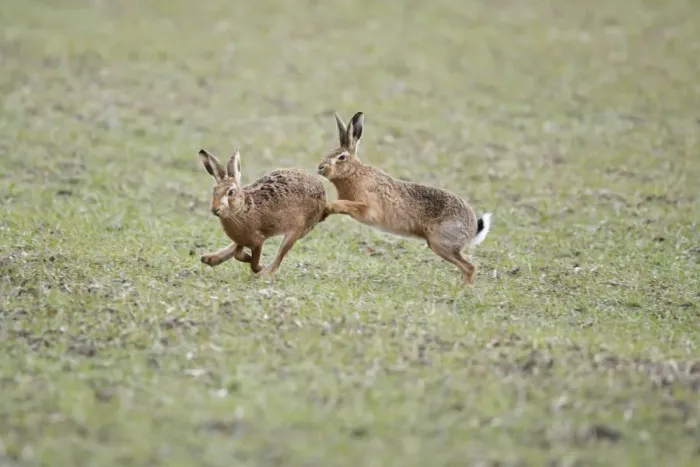 Framed Print : Brown Hares - Boxing - Oxon - UK - February Framed Print : Brown Hares - Boxing - Oxon - UK - February