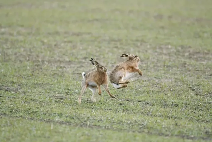 Framed Print : Brown Hares - Boxing - Oxon - UK - February Framed Print : Brown Hares - Boxing - Oxon - UK - February