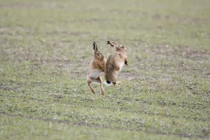 Framed Print : Brown Hares - Boxing - Oxon - UK - February Framed Print : Brown Hares - Boxing - Oxon - UK - February