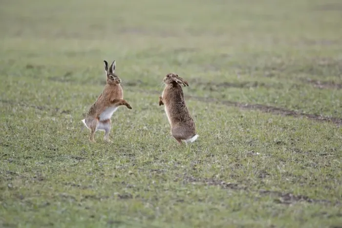 Framed Print : Brown Hares - Boxing - Oxon - UK - February Framed Print : Brown Hares - Boxing - Oxon - UK - February