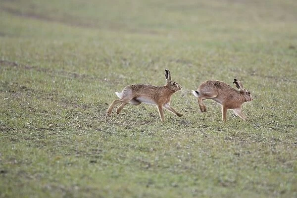 Brown Hares - Boxing - Oxon - UK - February
